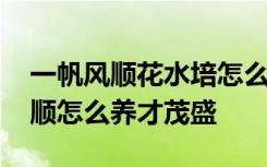 一帆风顺花水培怎么养才长得好 水培一帆风顺怎么养才茂盛