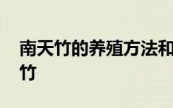 南天竹的养殖方法和注意事项 怎么养护南天竹