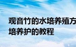 观音竹的水培养殖方法和注意事项 观音竹水培养护的教程