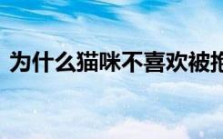 为什么猫咪不喜欢被抱 猫咪怎么不喜欢被抱