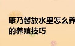 康乃馨放水里怎么养才长得好 康乃馨放水里的养殖技巧