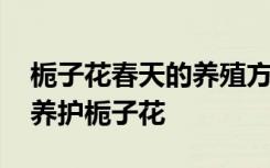 栀子花春天的养殖方法和注意事项 春天怎么养护栀子花