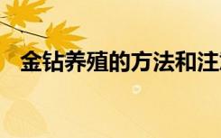 金钻养殖的方法和注意事项 如何养护金钻