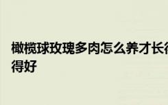 橄榄球玫瑰多肉怎么养才长得好 橄榄球玫瑰多肉如何养才长得好