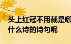 头上红冠不用裁是哪首诗 头上红冠不用裁是什么诗的诗句呢