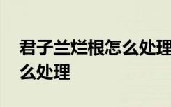 君子兰烂根怎么处理才能长活 君子兰烂根怎么处理