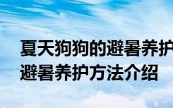 夏天狗狗的避暑养护方法有哪些 夏天狗狗的避暑养护方法介绍