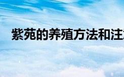 紫苑的养殖方法和注意事项 如何养护紫苑