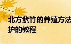 北方紫竹的养殖方法和注意事项 北方紫竹养护的教程