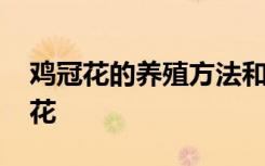 鸡冠花的养殖方法和注意事项 如何养护鸡冠花