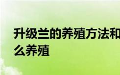 升级兰的养殖方法和注意事项 升级兰到底怎么养殖