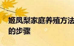 姬凤梨家庭养殖方法和注意事项 姬凤梨养殖的步骤