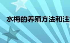 水梅的养殖方法和注意事项 如何养护水梅