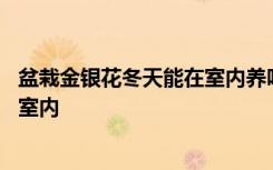 盆栽金银花冬天能在室内养吗 冬天盆栽金银花可不可以养在室内