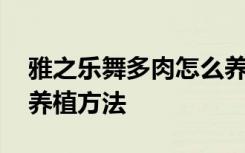 雅之乐舞多肉怎么养才长得好 雅之乐舞多肉养植方法