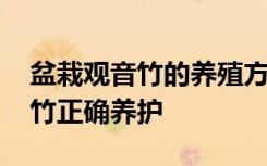 盆栽观音竹的养殖方法和注意事项 盆栽观音竹正确养护