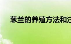 葱兰的养殖方法和注意事项 怎么养葱兰