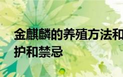 金麒麟的养殖方法和注意事项 金麒麟正确养护和禁忌