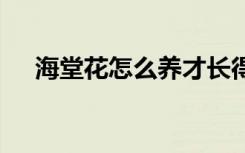 海堂花怎么养才长得好 如何养护海棠花