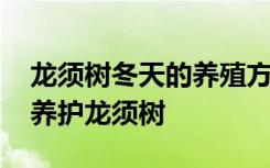 龙须树冬天的养殖方法和注意事项 冬天如何养护龙须树