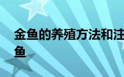 金鱼的养殖方法和注意事项家养 如何养护金鱼