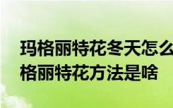 玛格丽特花冬天怎么养才长得好 冬天养殖玛格丽特花方法是啥