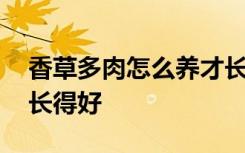 香草多肉怎么养才长得好 香草多肉如何养才长得好