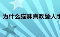 为什么猫咪喜欢舔人手 猫咪怎么喜欢舔人手