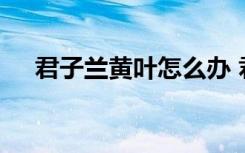 君子兰黄叶怎么办 君子兰黄叶怎么处理