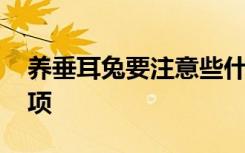 养垂耳兔要注意些什么呢 养垂耳兔的注意事项