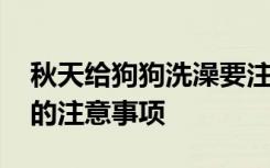 秋天给狗狗洗澡要注意什么 秋天给狗狗洗澡的注意事项