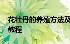 花牡丹的养殖方法及注意事项 养护牡丹花的教程