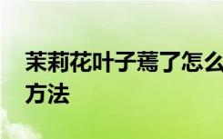 茉莉花叶子蔫了怎么办 茉莉花叶子蔫了解决方法