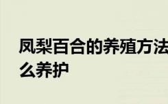 凤梨百合的养殖方法和注意事项 凤梨百合怎么养护