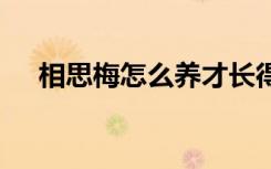 相思梅怎么养才长得好 如何养殖相思梅