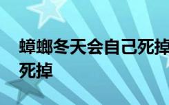 蟑螂冬天会自己死掉吗 蟑螂冬天是否会自己死掉