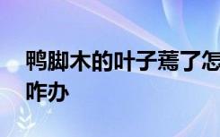 鸭脚木的叶子蔫了怎么办 鸭脚木的叶子蔫了咋办