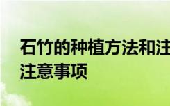 石竹的种植方法和注意事项 石竹如何种植和注意事项