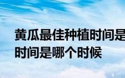 黄瓜最佳种植时间是什么时候 黄瓜最佳种植时间是哪个时候