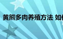 黄熊多肉养殖方法 如何养护黄熊多肉植物呢