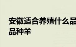 安徽适合养殖什么品种羊 安徽适合养殖哪些品种羊