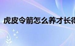 虎皮令箭怎么养才长得好 虎皮令箭如何养护