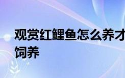 观赏红鲤鱼怎么养才长得好 观赏红鲤鱼如何饲养