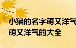 小猫的名字萌又洋气的大全 适合小猫的名字萌又洋气的大全