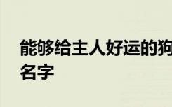 能够给主人好运的狗狗名字 吉祥招财的狗狗名字