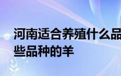 河南适合养殖什么品种的羊 河南适合养殖哪些品种的羊