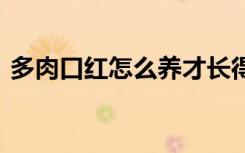 多肉口红怎么养才长得好 多肉口红养植方法