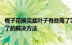 栀子花换完盆叶子有些蔫了怎么办 栀子花换完盆叶子有些蔫了的解决方法