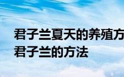 君子兰夏天的养殖方法和注意事项 夏天养殖君子兰的方法