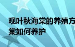 观叶秋海棠的养殖方法和注意事项 观叶秋海棠如何养护